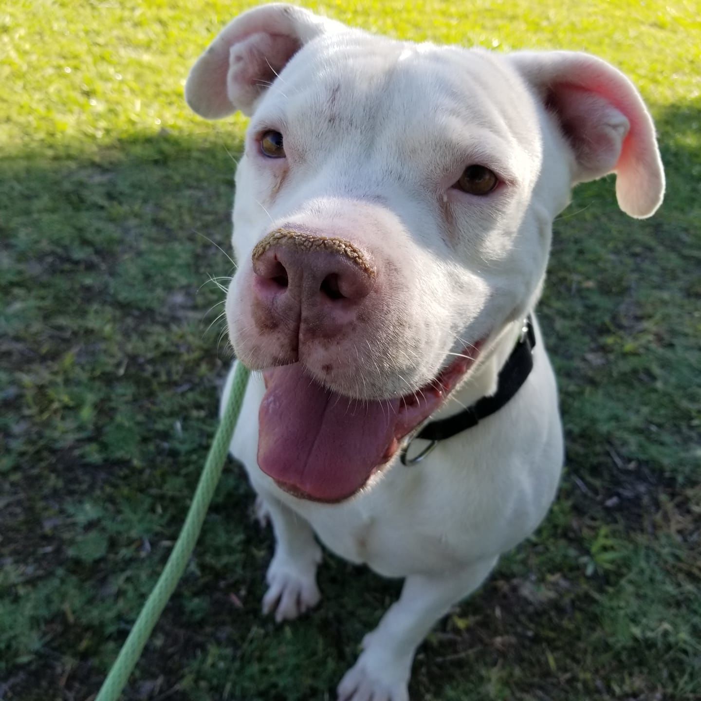Adopt a friend: D'Ogee